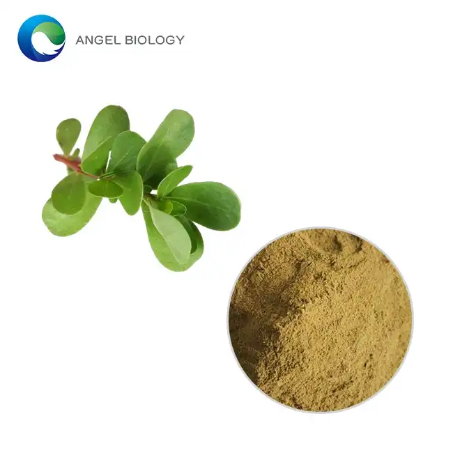 Bacopa Monnieri Extract Powder